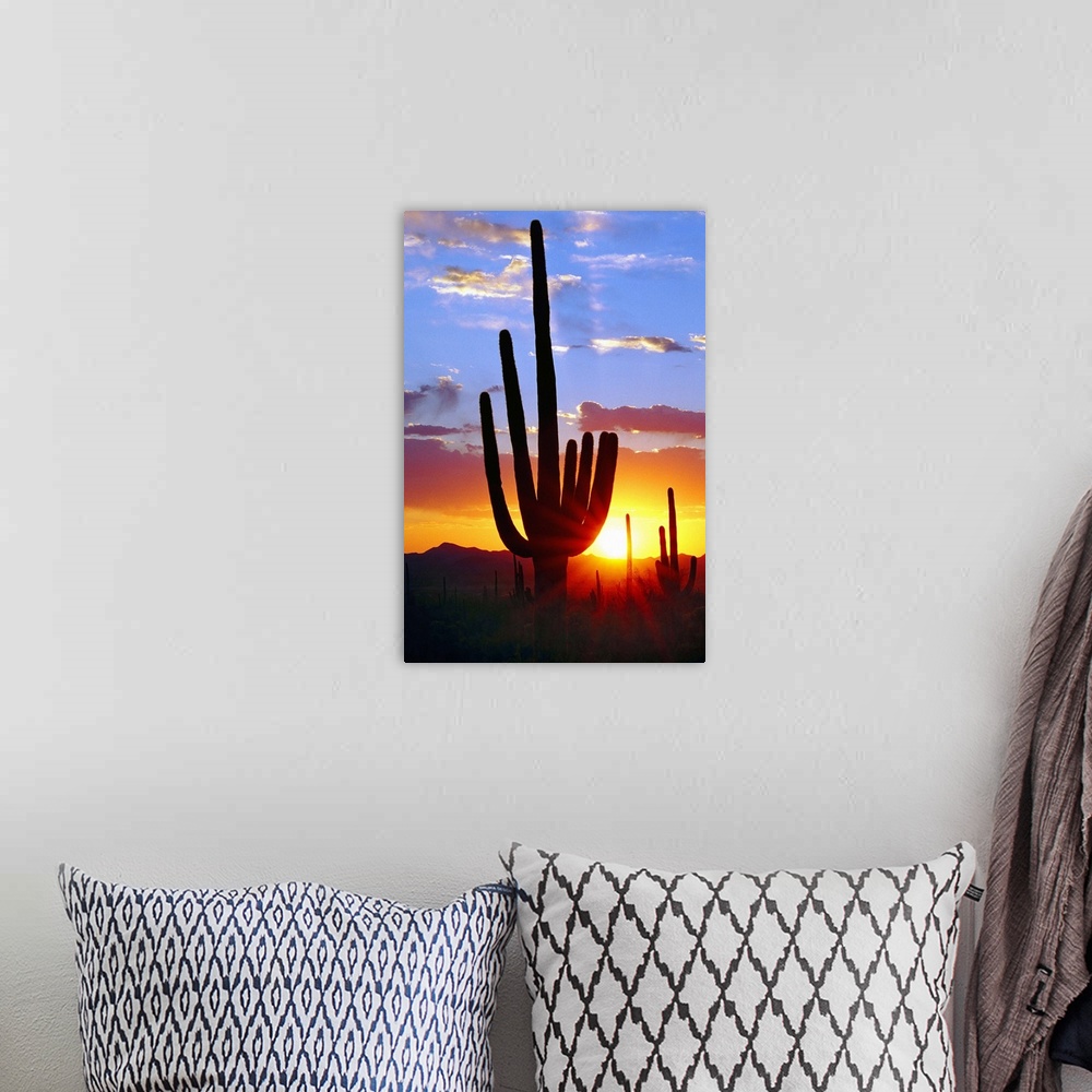 A bohemian room featuring Saguaro Sunset