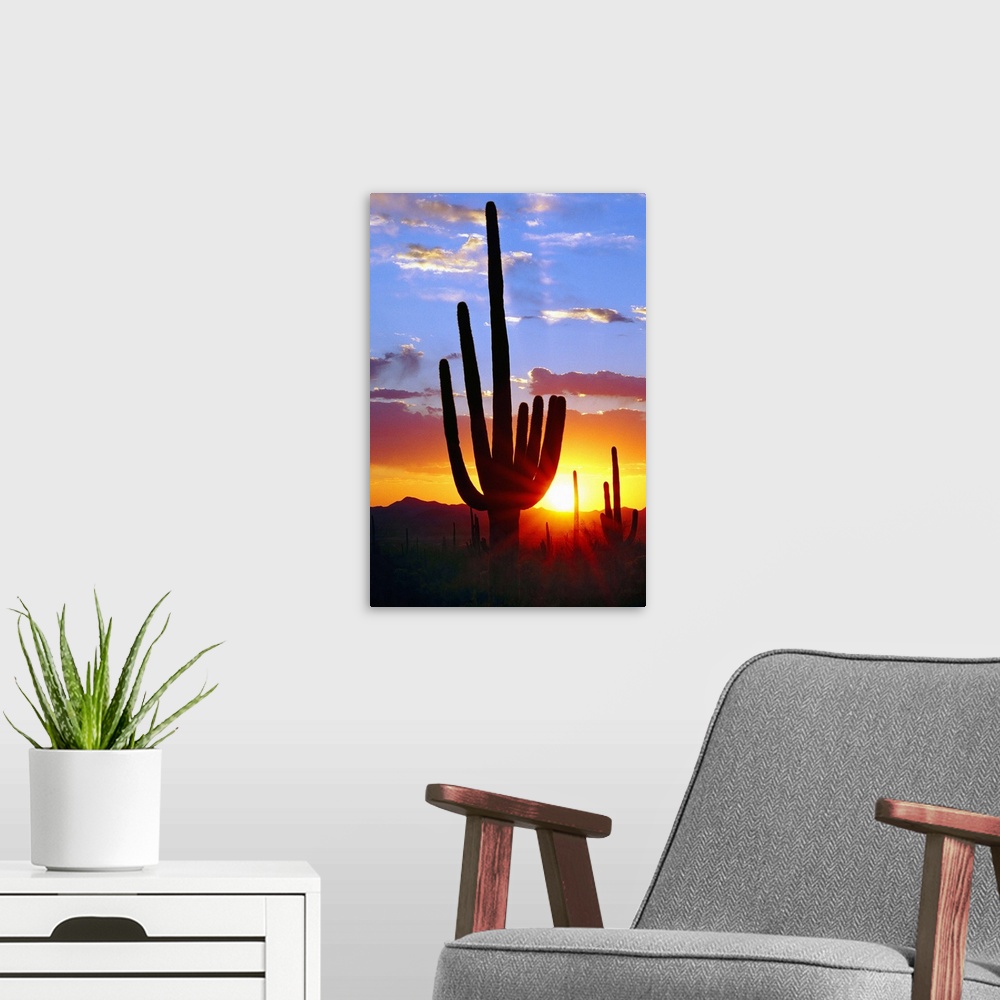 A modern room featuring Saguaro Sunset