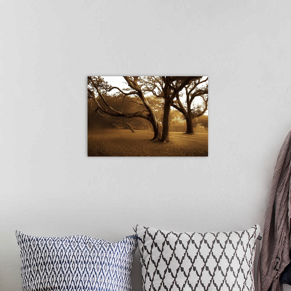 A bohemian room featuring Photograph of huge trees in a park with forest in distance.  The sky is clear and the sun in peer...