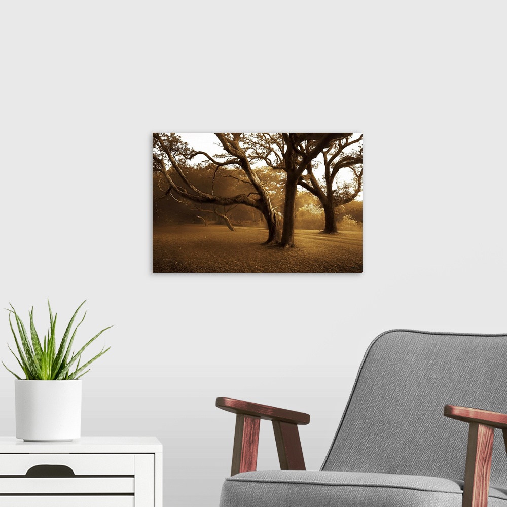 A modern room featuring Photograph of huge trees in a park with forest in distance.  The sky is clear and the sun in peer...