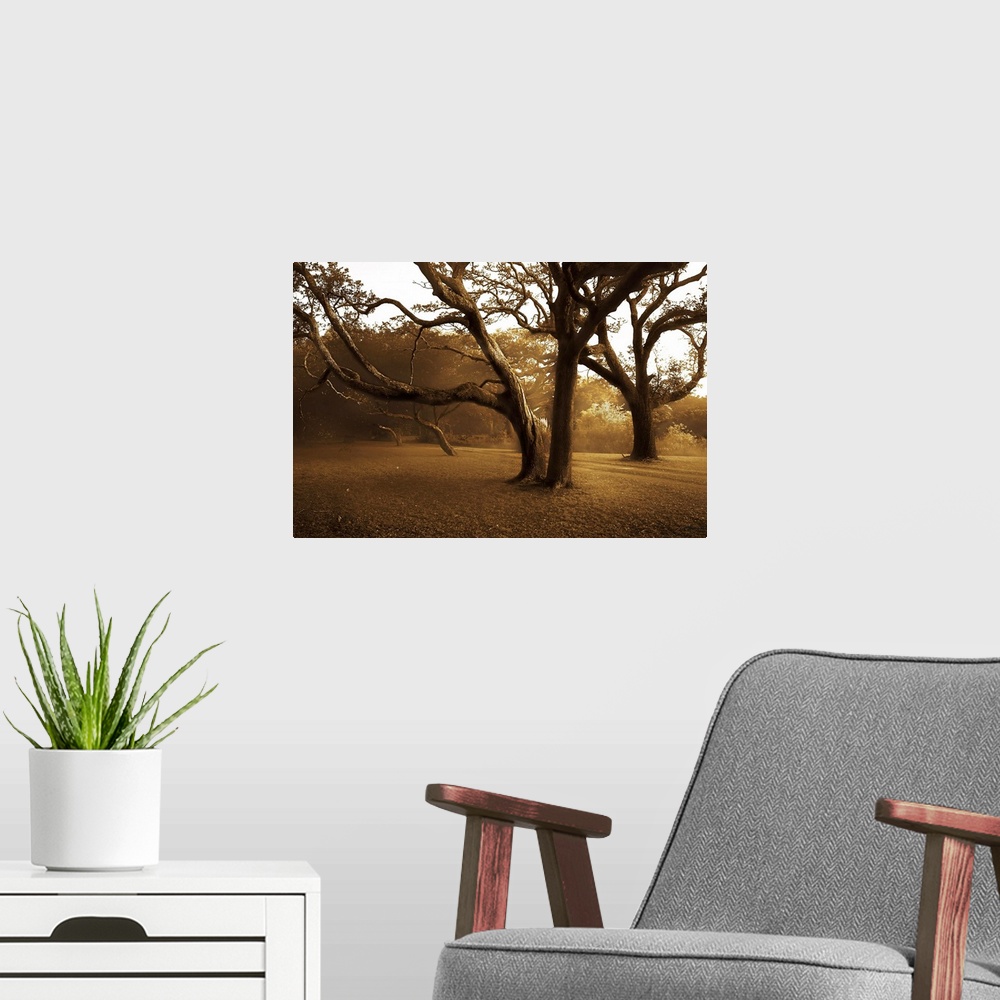 A modern room featuring Photograph of huge trees in a park with forest in distance.  The sky is clear and the sun in peer...