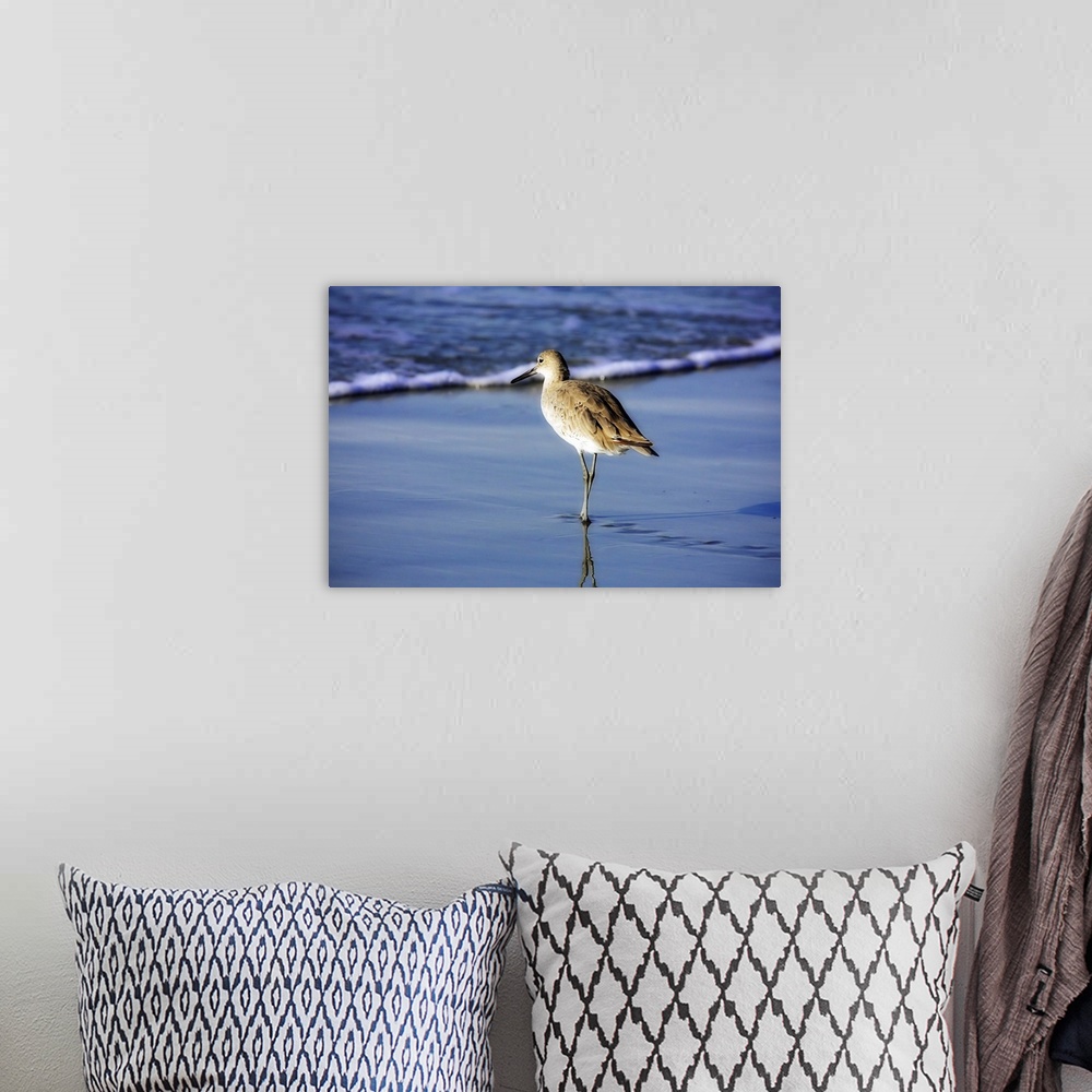 A bohemian room featuring Sandpiper in the Surf 1