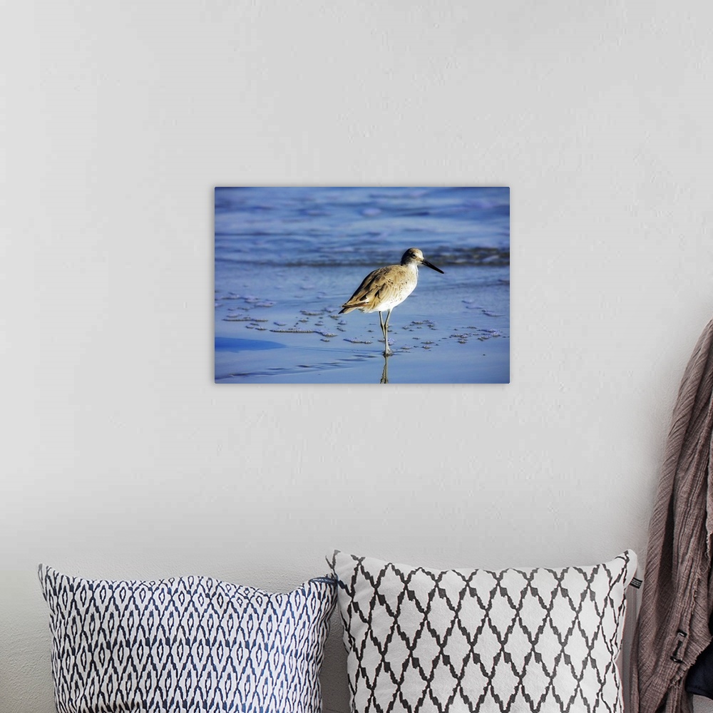 A bohemian room featuring Sandpiper in the Surf 2