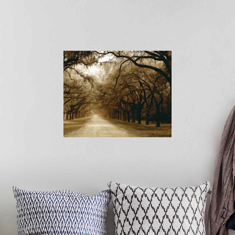 A bohemian room featuring Photograph of long dirt road lined with huge trees on both sides in Georgia.