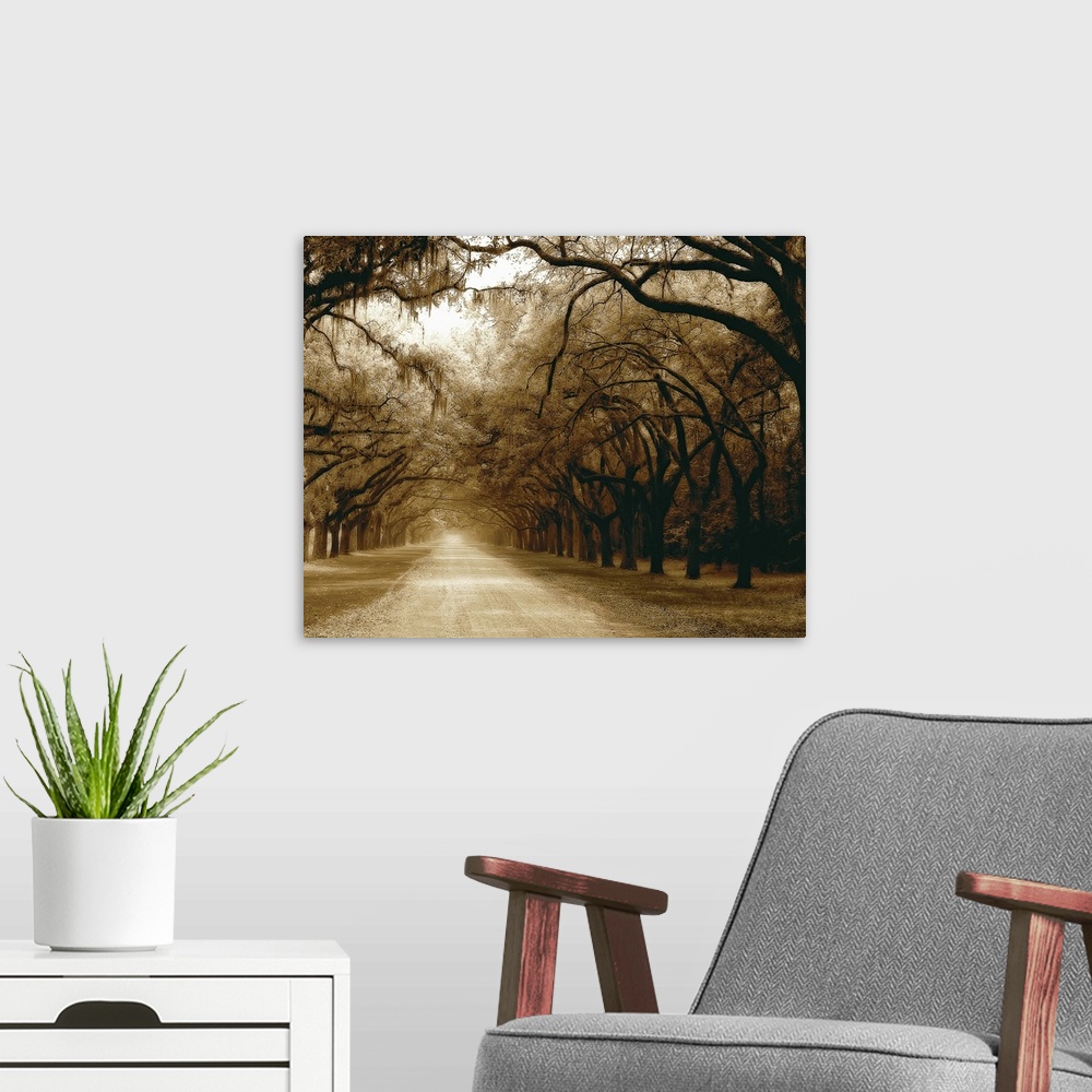 A modern room featuring Photograph of long dirt road lined with huge trees on both sides in Georgia.