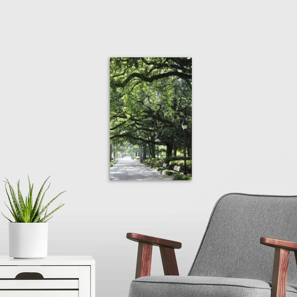 A modern room featuring Vertical image on canvas of a walkway leading through a park with large trees with big branches.