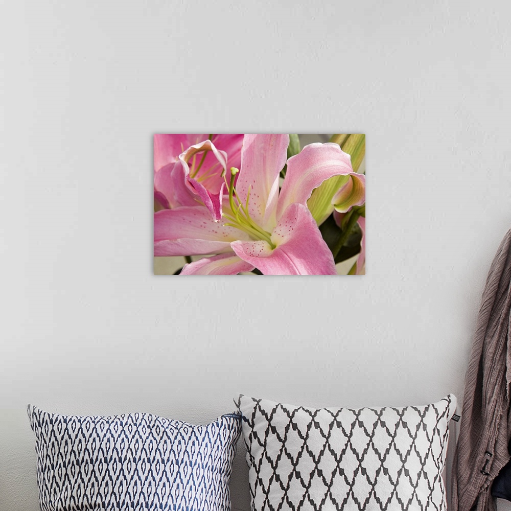A bohemian room featuring Up-close photograph of a pastel colored flower showing its petals and stamen.