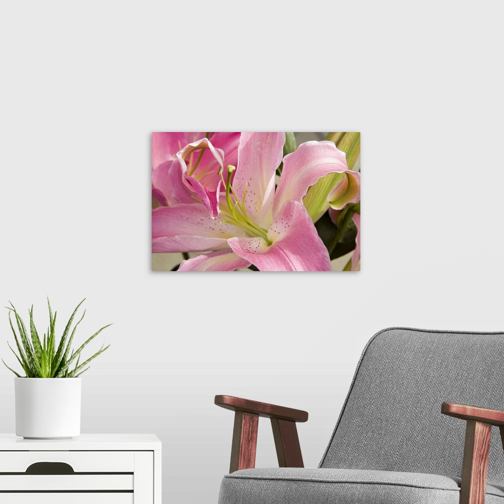 A modern room featuring Up-close photograph of a pastel colored flower showing its petals and stamen.