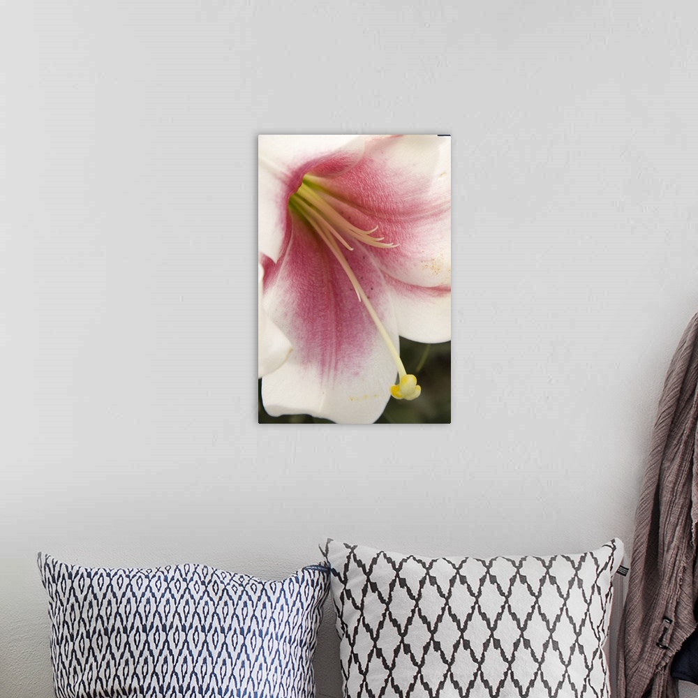 A bohemian room featuring Soft Pink Lily II