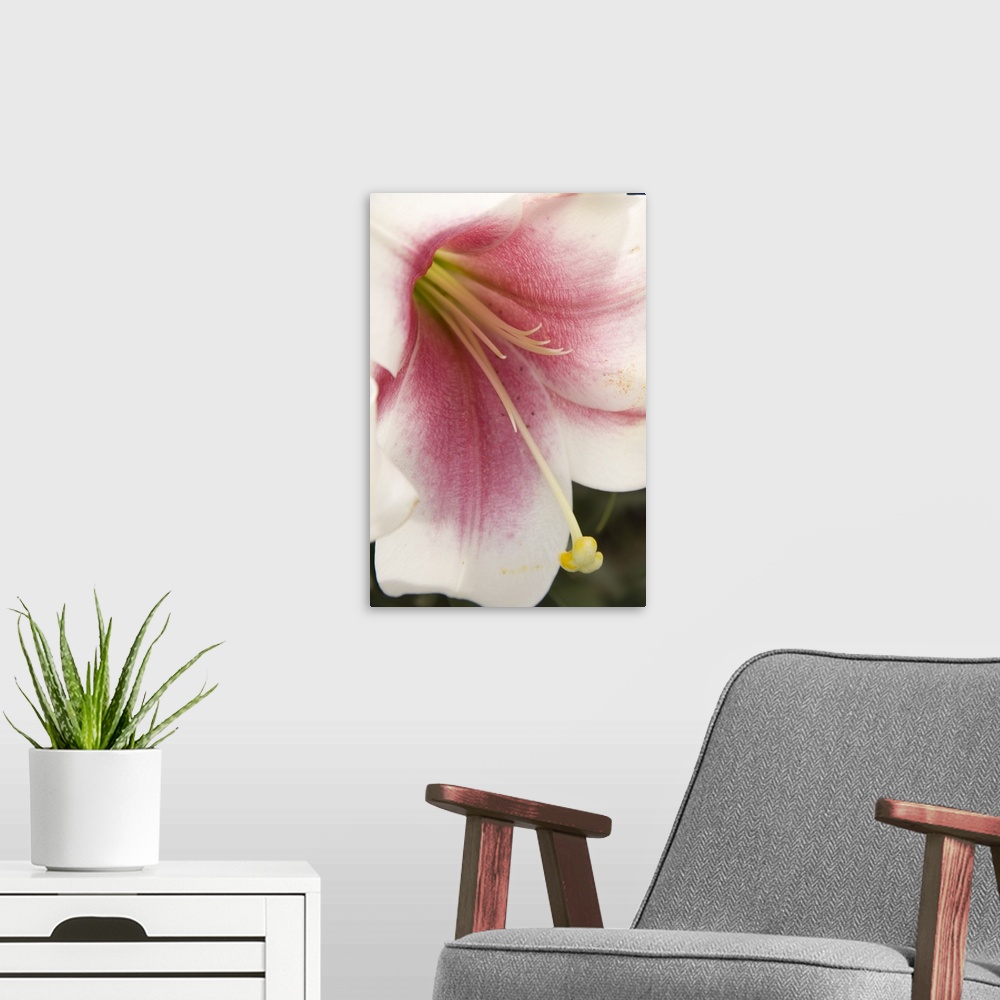 A modern room featuring Soft Pink Lily II