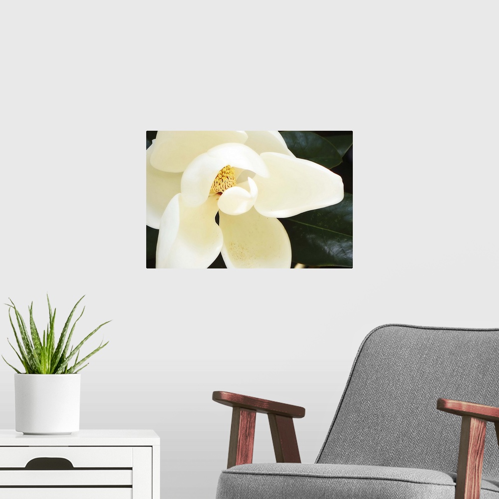 A modern room featuring Southern Magnolia I