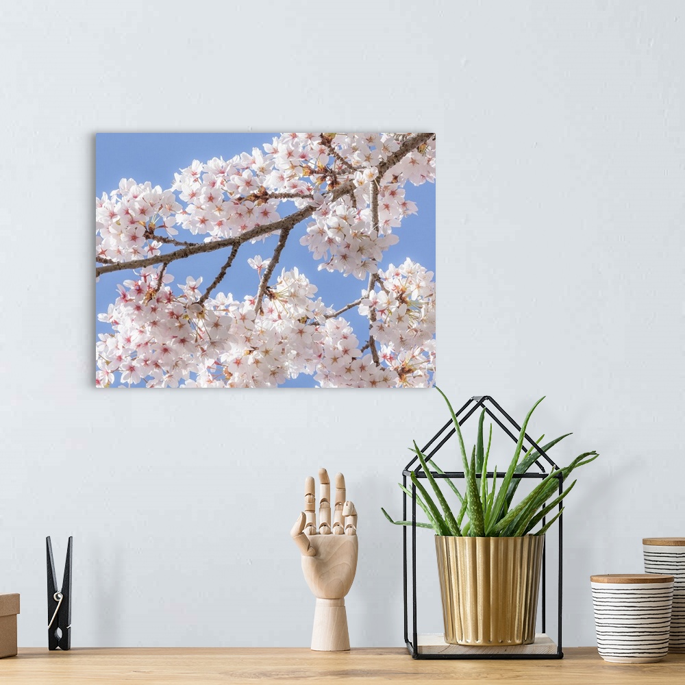 A bohemian room featuring Spring Cherry Blossoms II