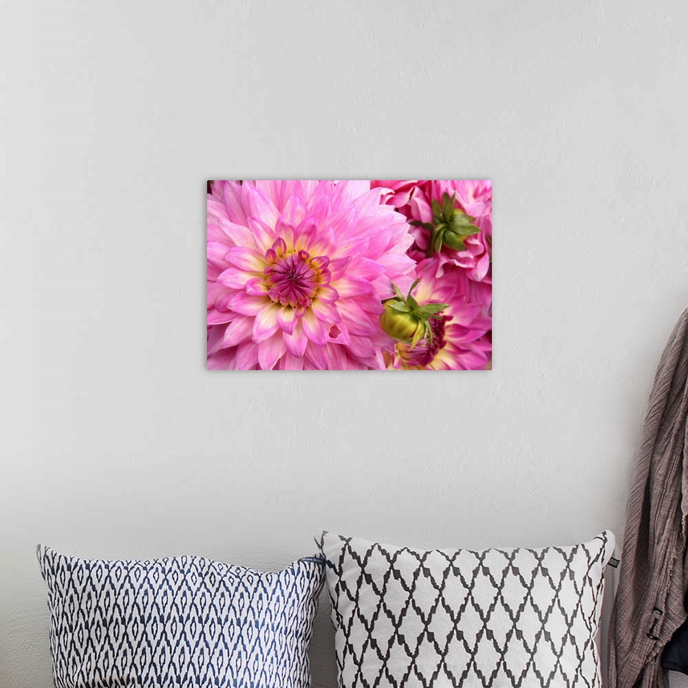 A bohemian room featuring Up-close photograph of bright flowers.