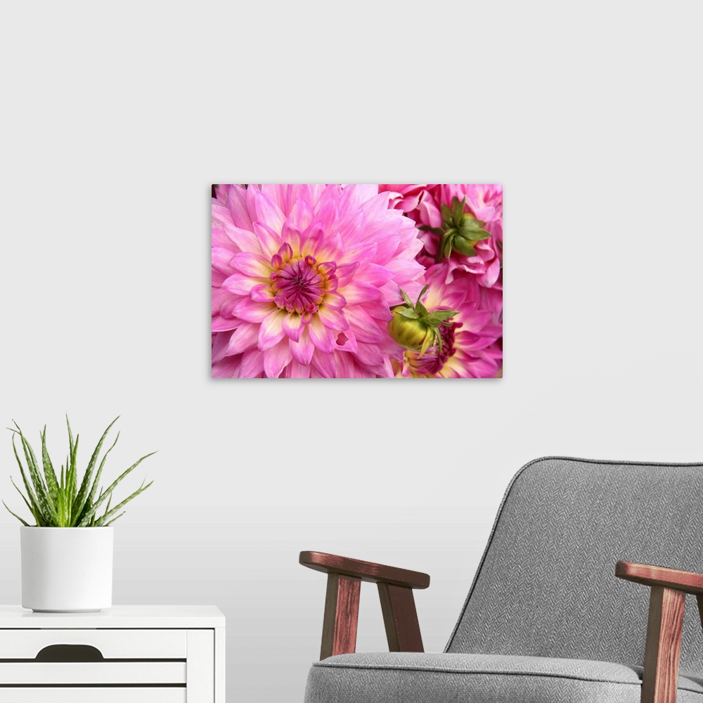 A modern room featuring Up-close photograph of bright flowers.