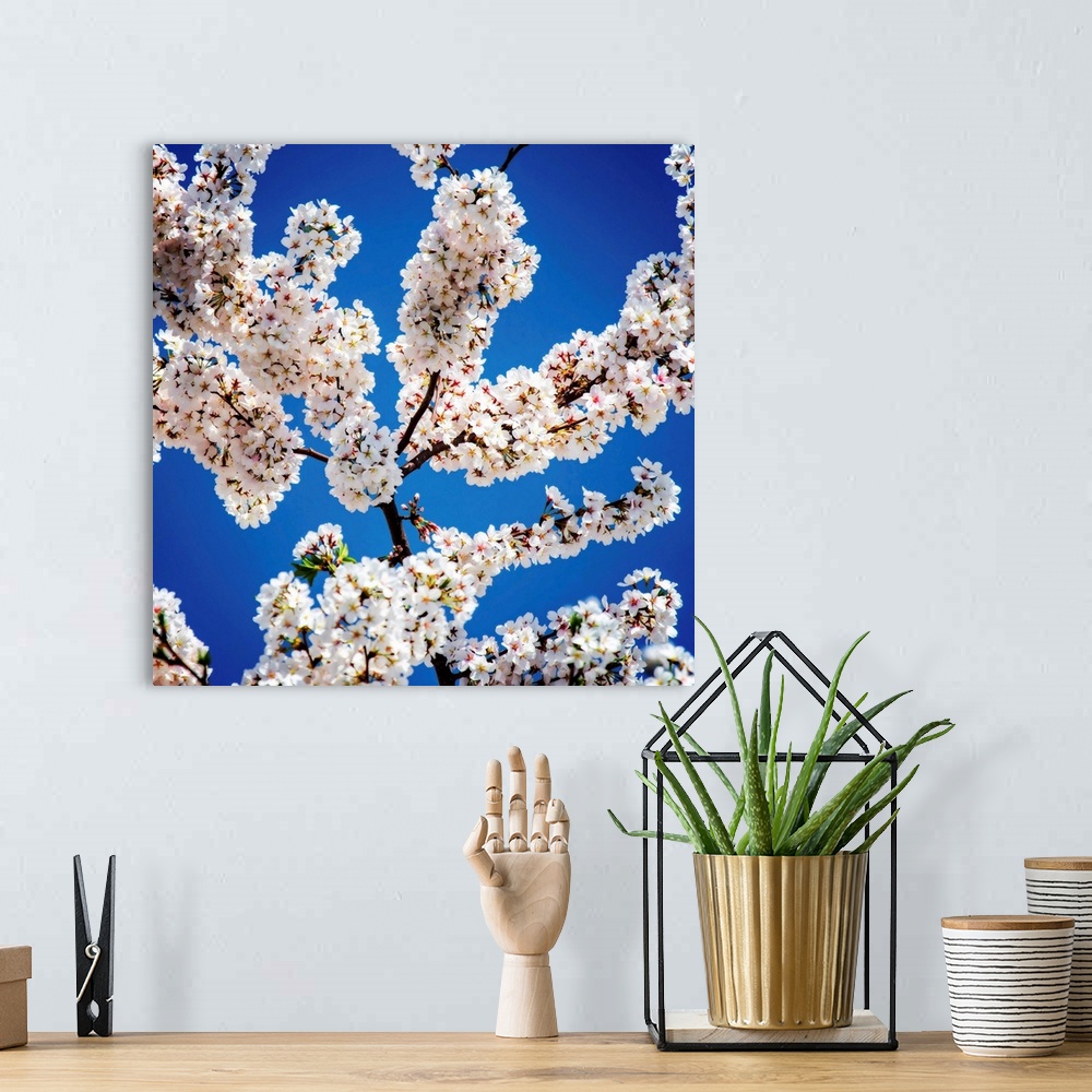 A bohemian room featuring Square photograph of white blossoms on a plum tree with the blue sky in the background.