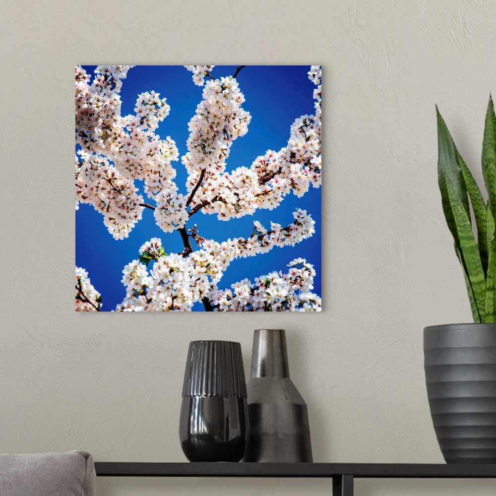 A modern room featuring Square photograph of white blossoms on a plum tree with the blue sky in the background.