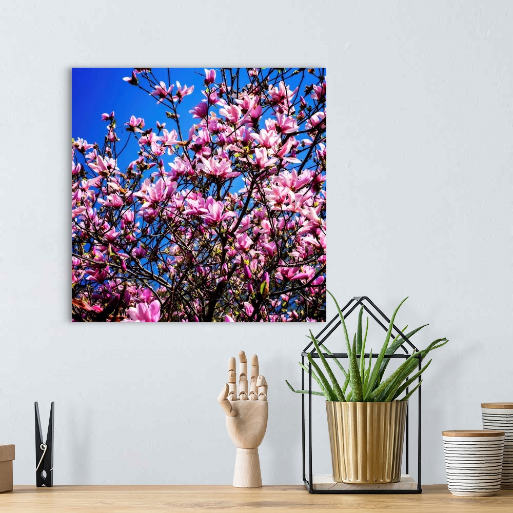 A bohemian room featuring Square photograph of a pink tulip tree close up with a contrasting blue sky in the background.