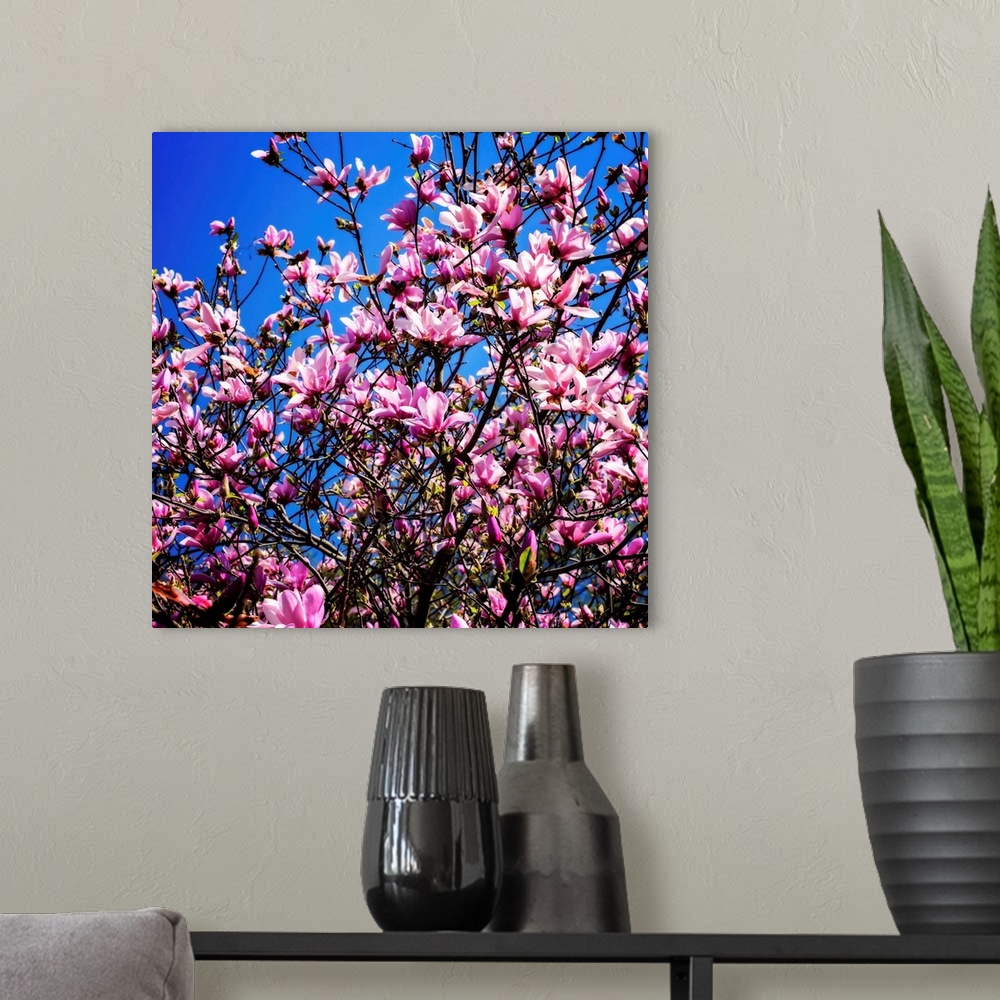 A modern room featuring Square photograph of a pink tulip tree close up with a contrasting blue sky in the background.