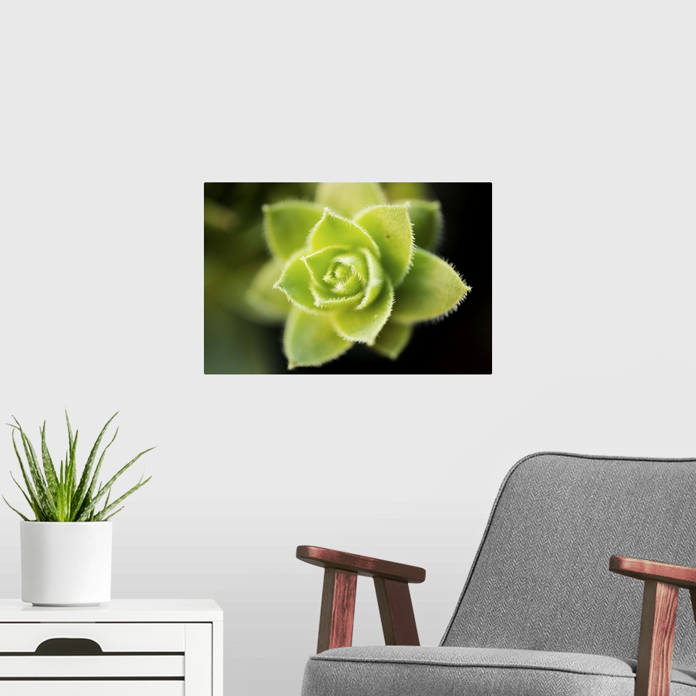 A modern room featuring Succulent Blossom I