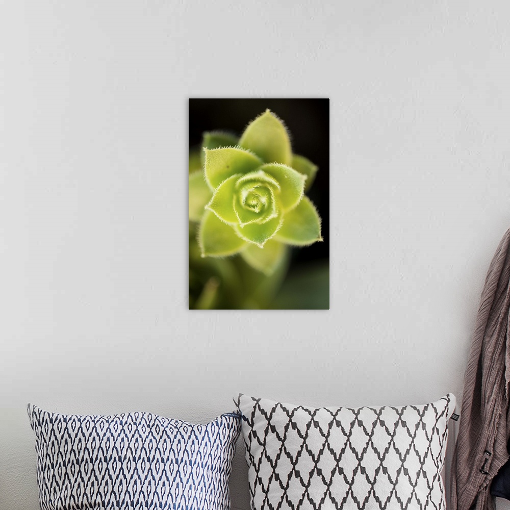 A bohemian room featuring Succulent Blossom II