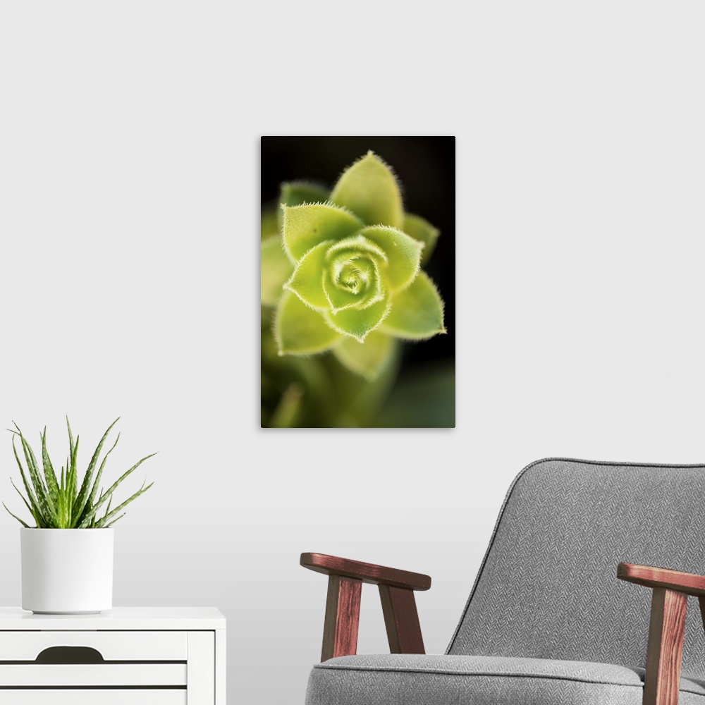 A modern room featuring Succulent Blossom II