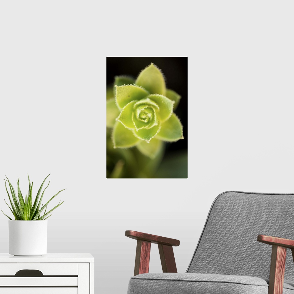 A modern room featuring Succulent Blossom II