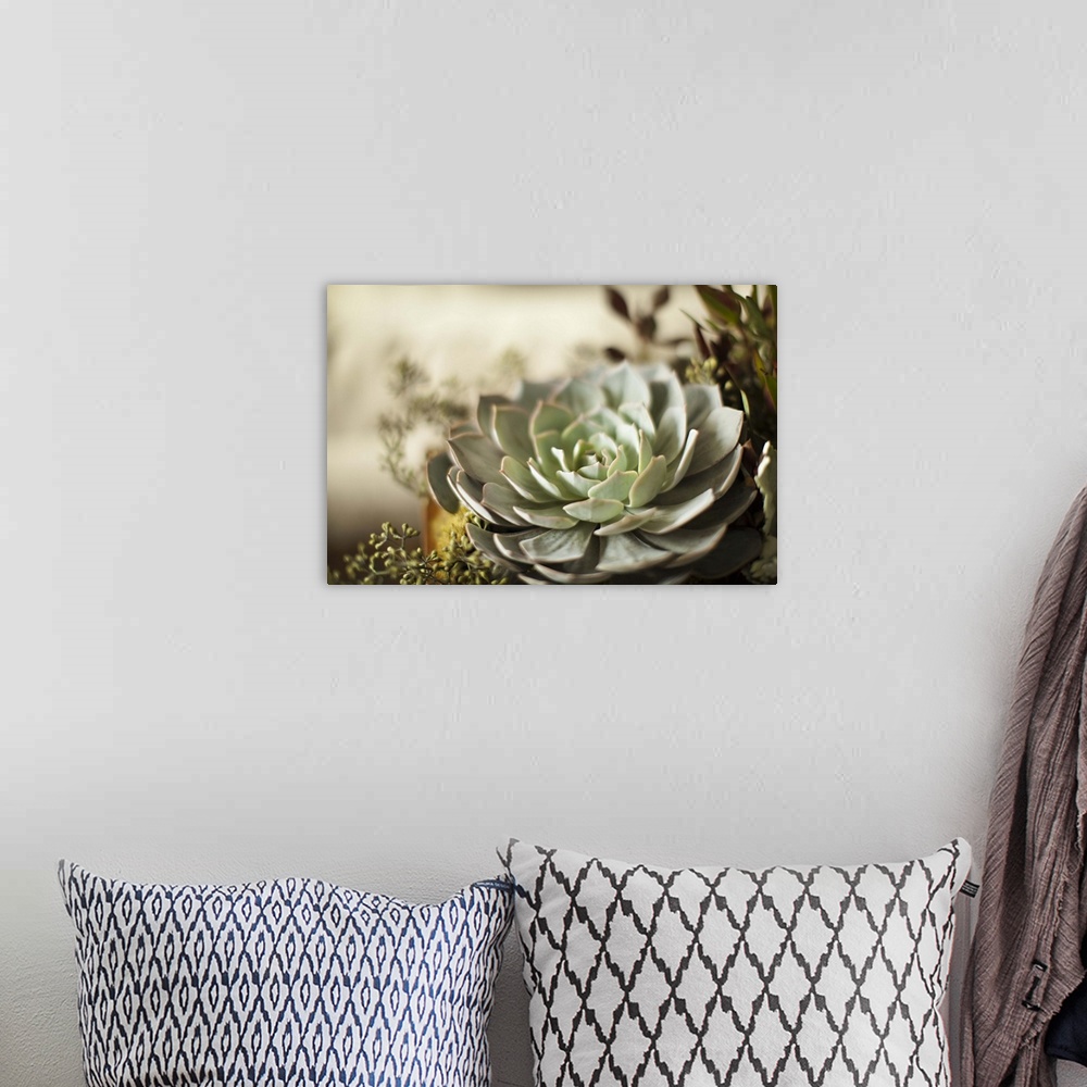 A bohemian room featuring Close up of a large green succulent plant with pointed leaves.