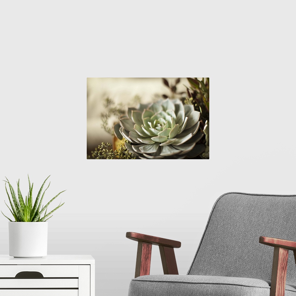 A modern room featuring Close up of a large green succulent plant with pointed leaves.