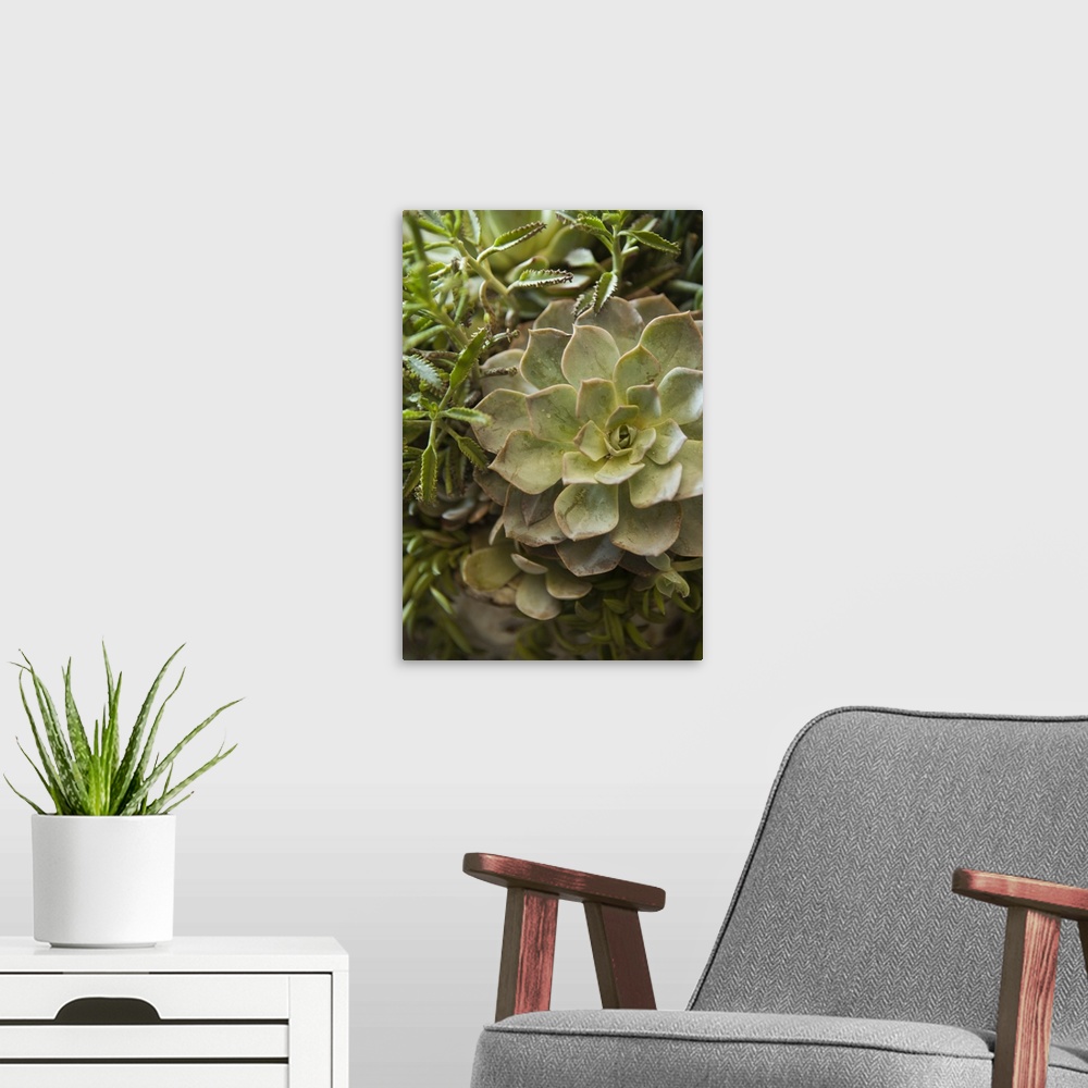 A modern room featuring Close up of a green succulent plant.