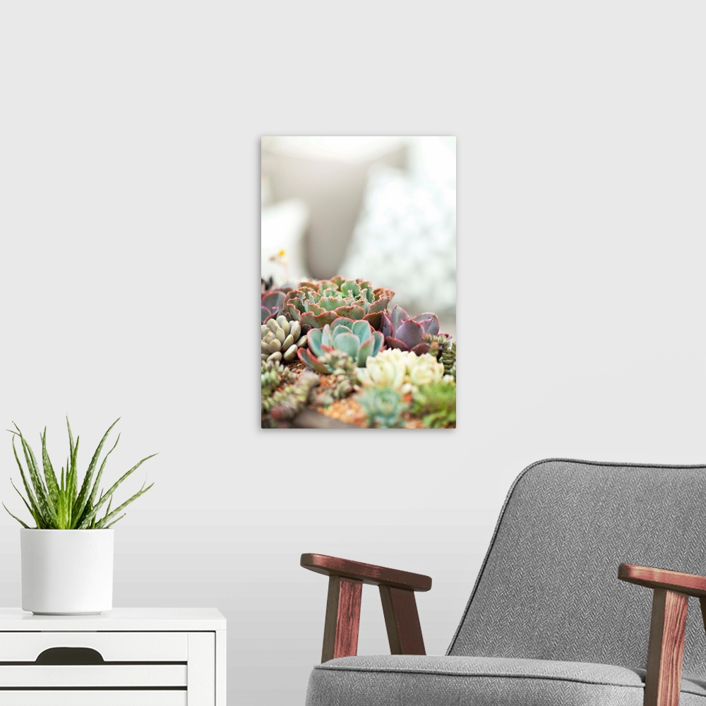 A modern room featuring A group of small colorful succulents in a flower pot.