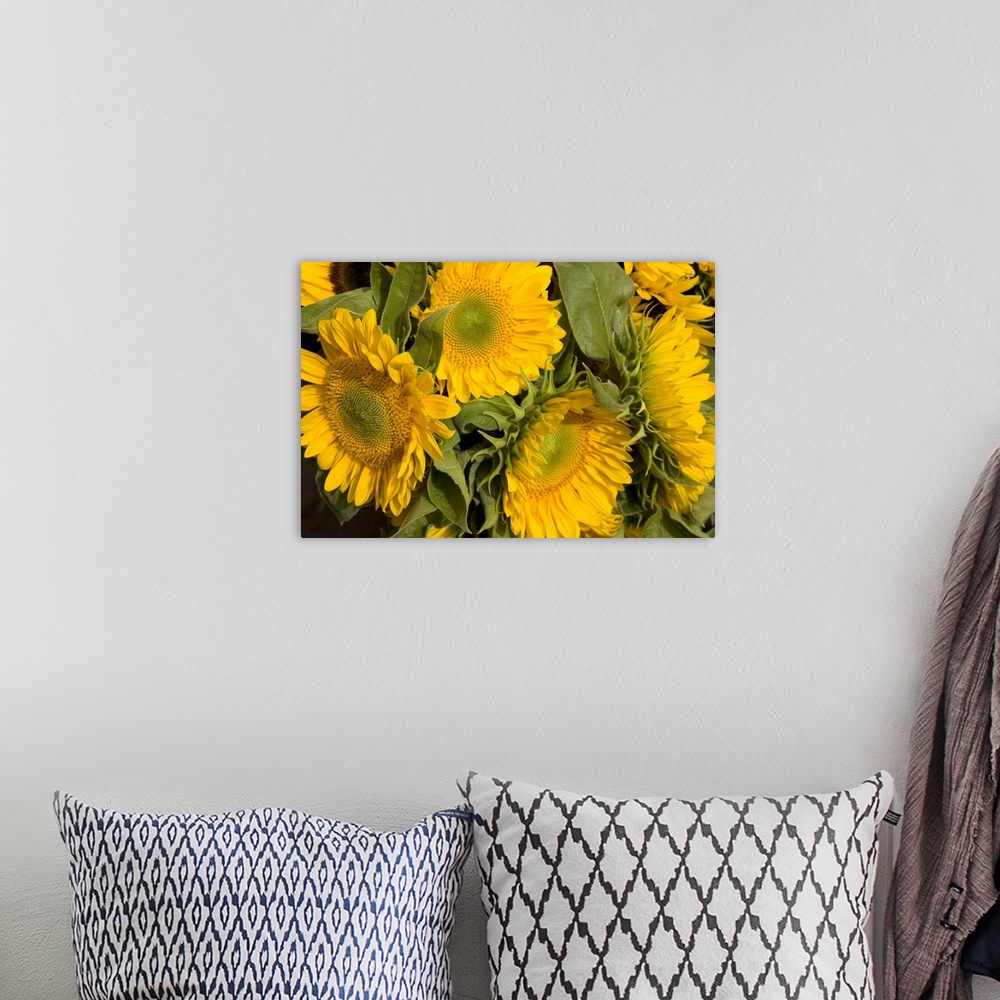 A bohemian room featuring Sunflower I