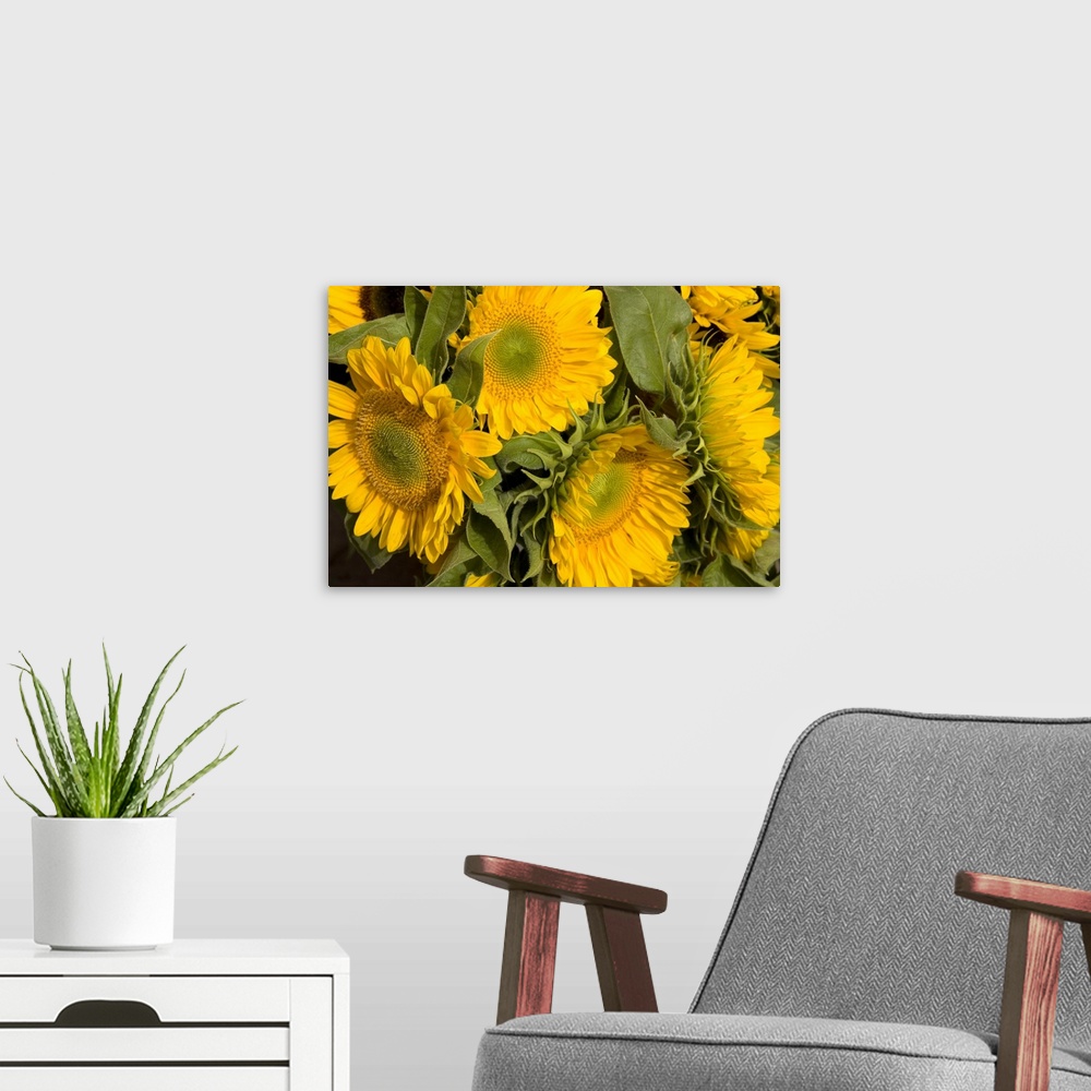 A modern room featuring Sunflower I