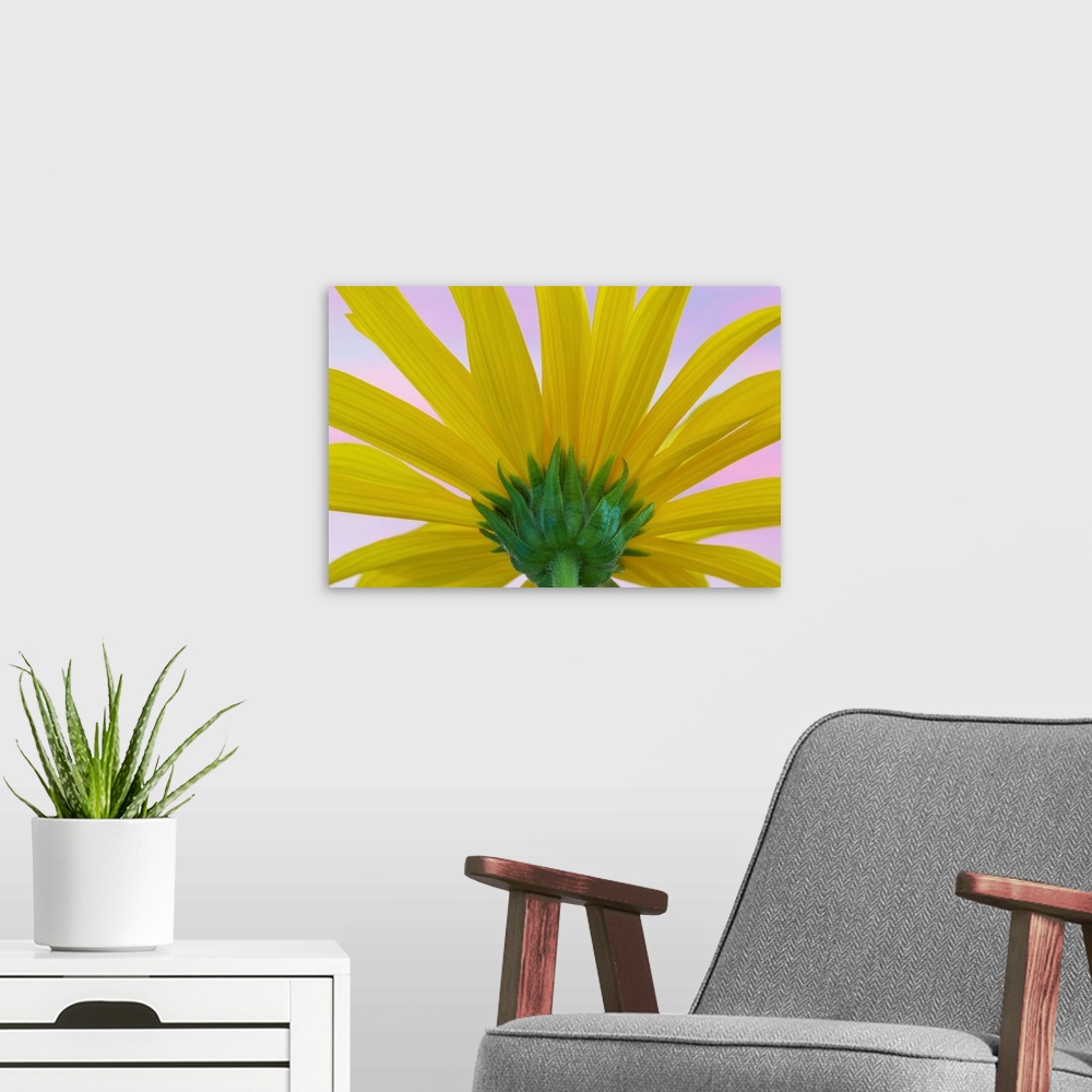 A modern room featuring Sunflower Macro II