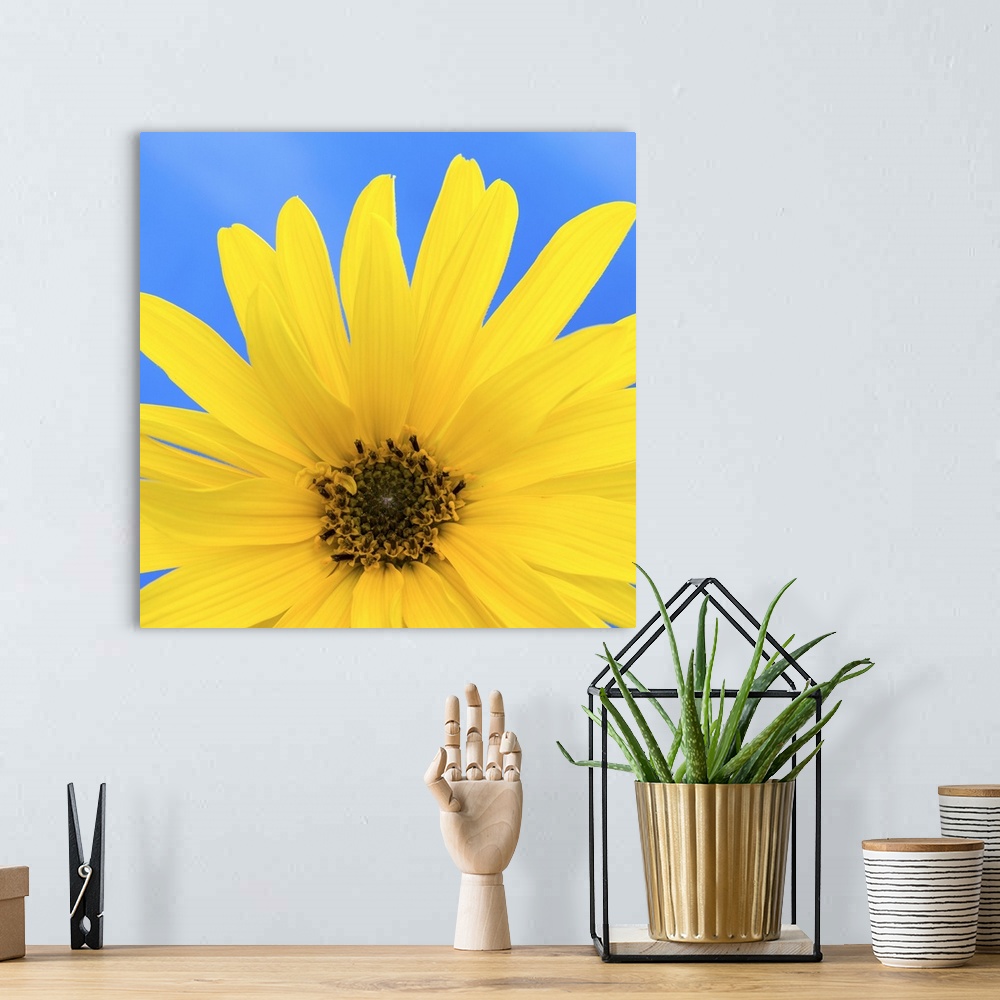 A bohemian room featuring Sunflower on Blue I