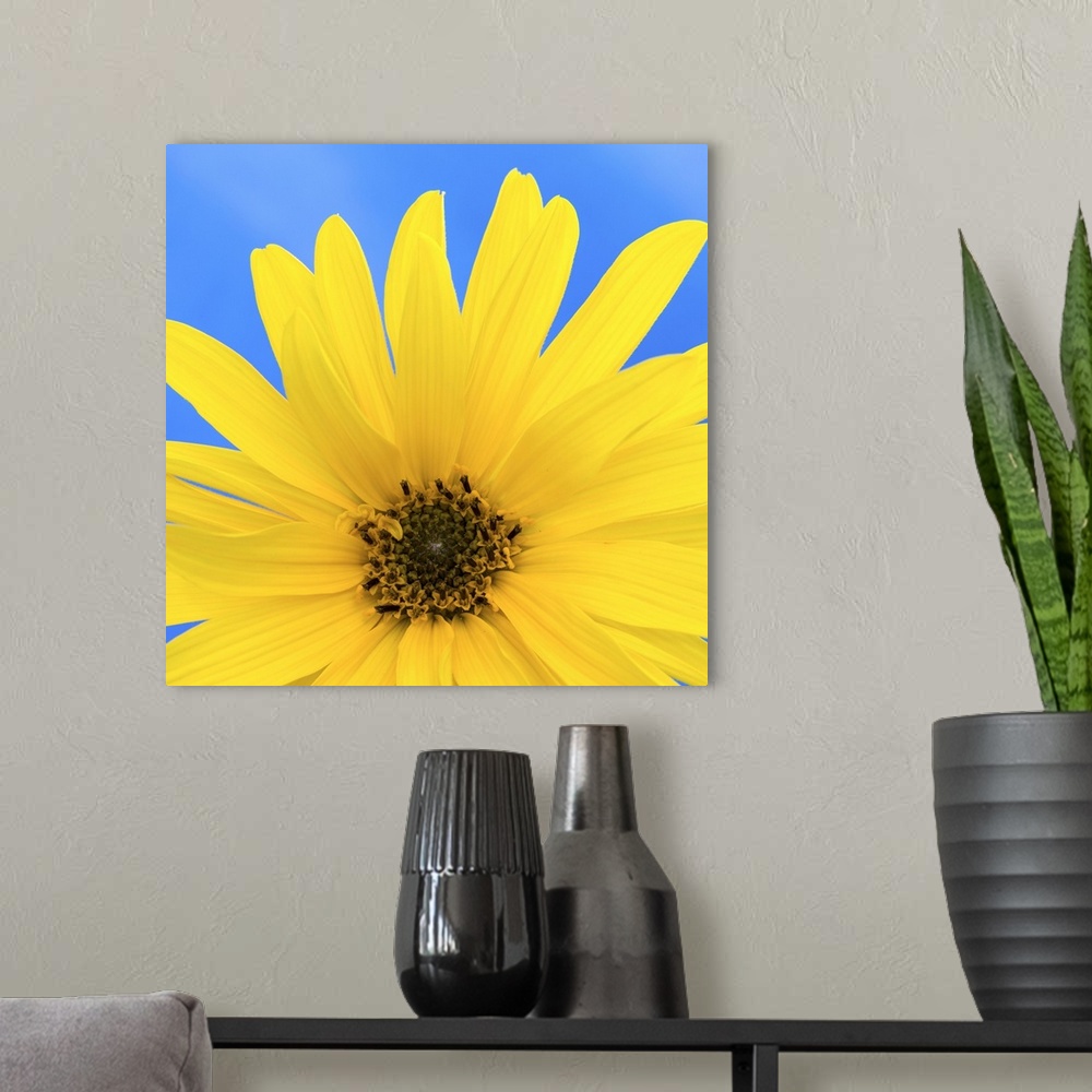 A modern room featuring Sunflower on Blue I