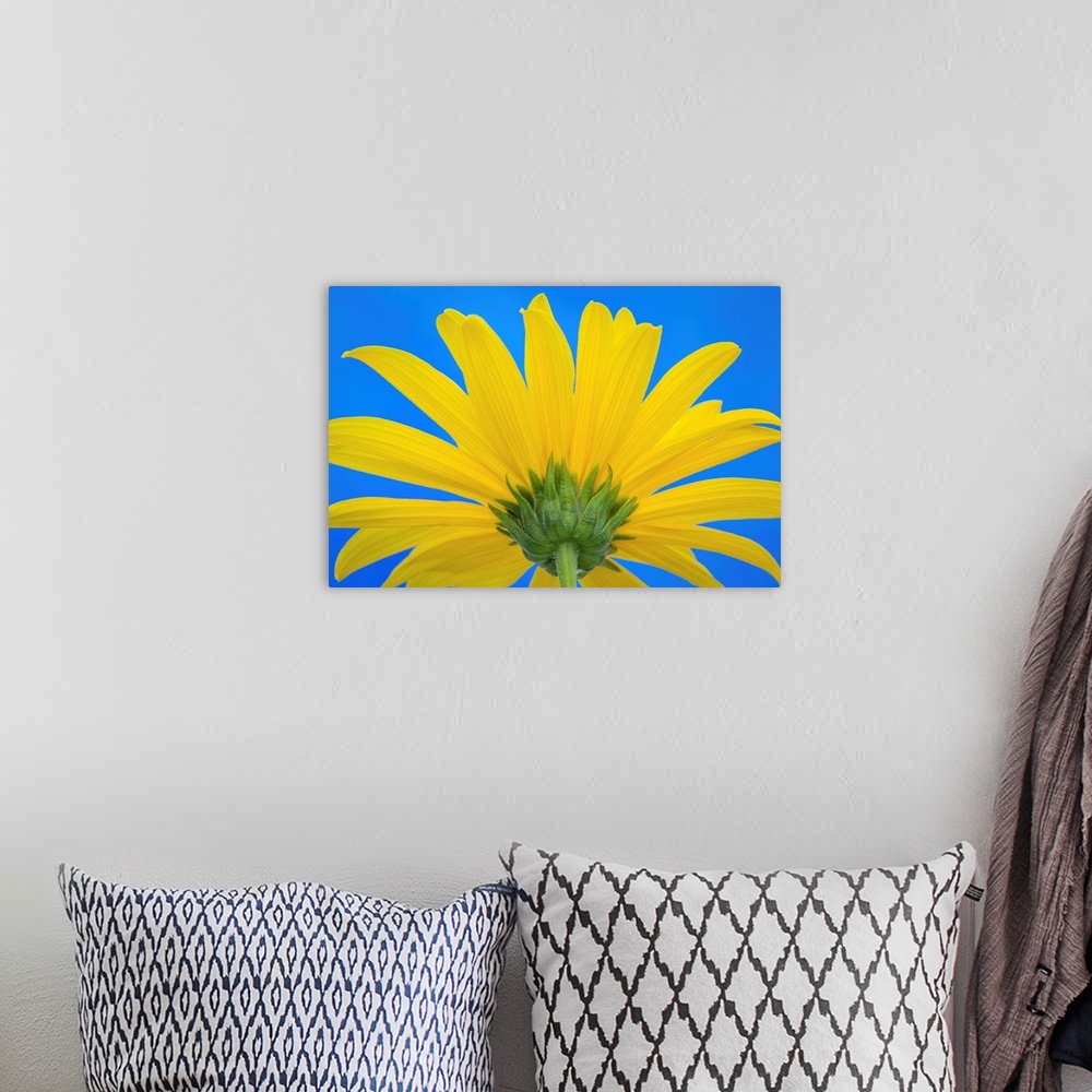 A bohemian room featuring Sunflower on Blue IV