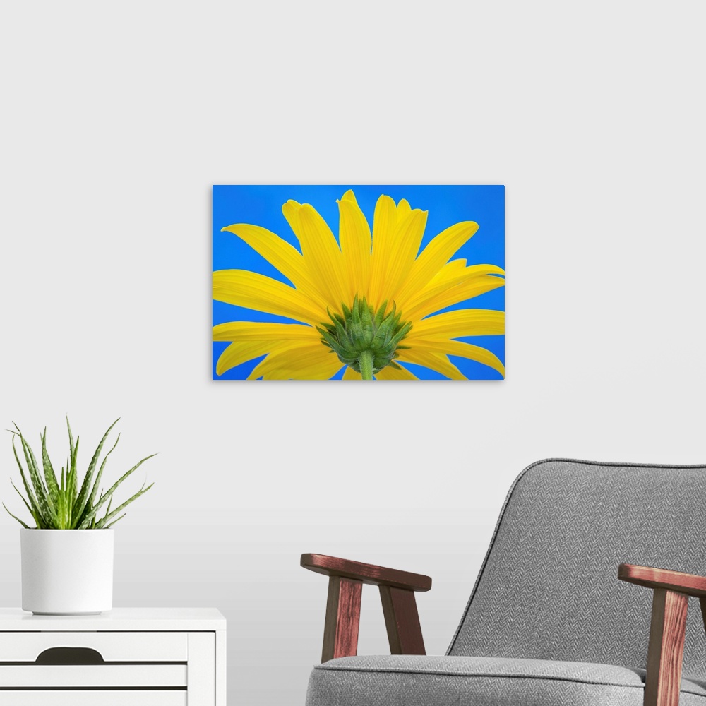 A modern room featuring Sunflower on Blue IV