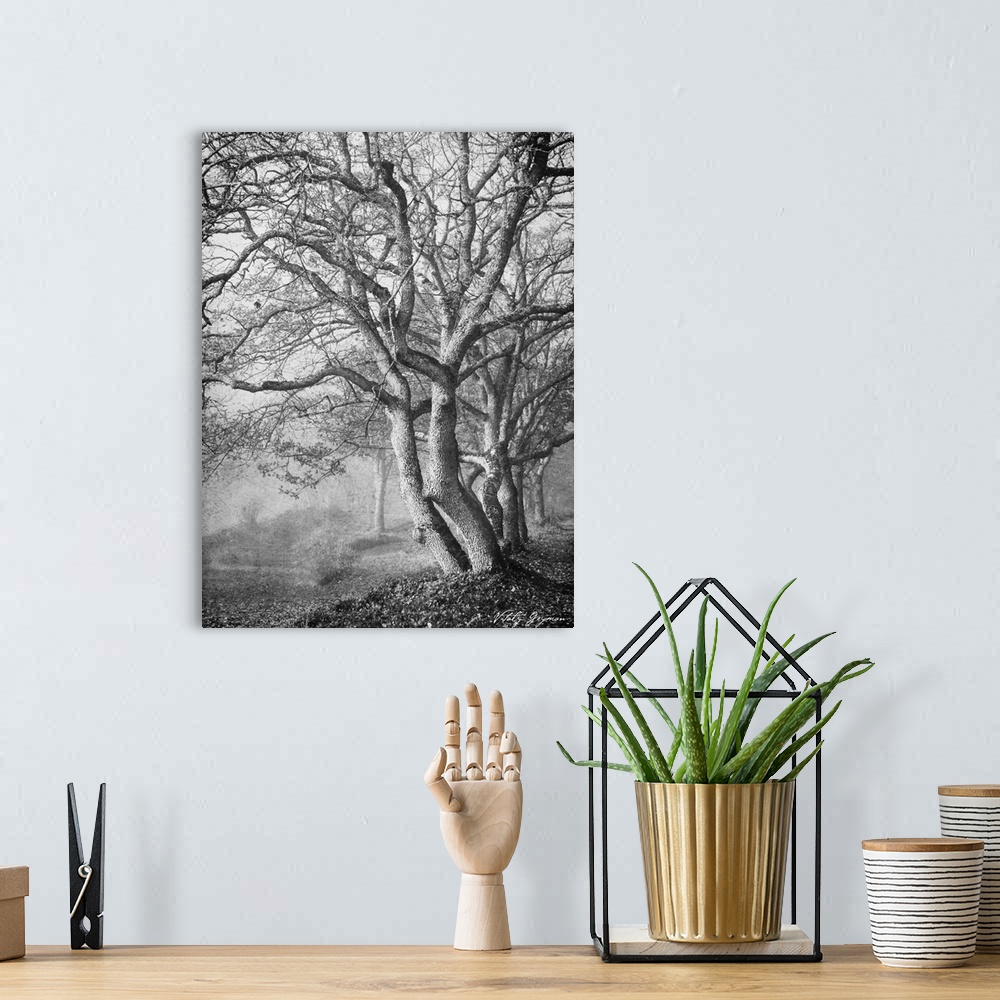 A bohemian room featuring Tree in the Mist VI B