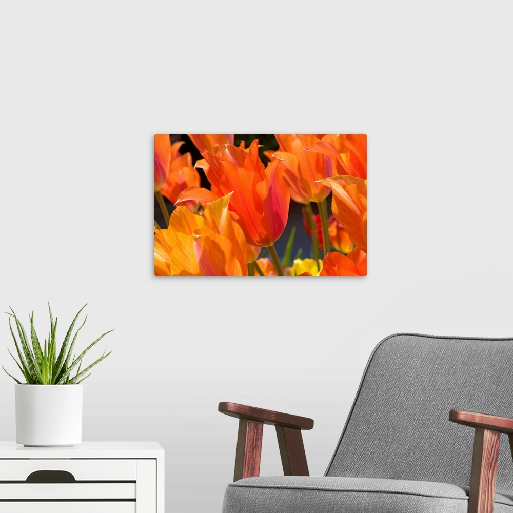 A modern room featuring Close up photograph of spring blossoms growing closely together in a landscaped setting.