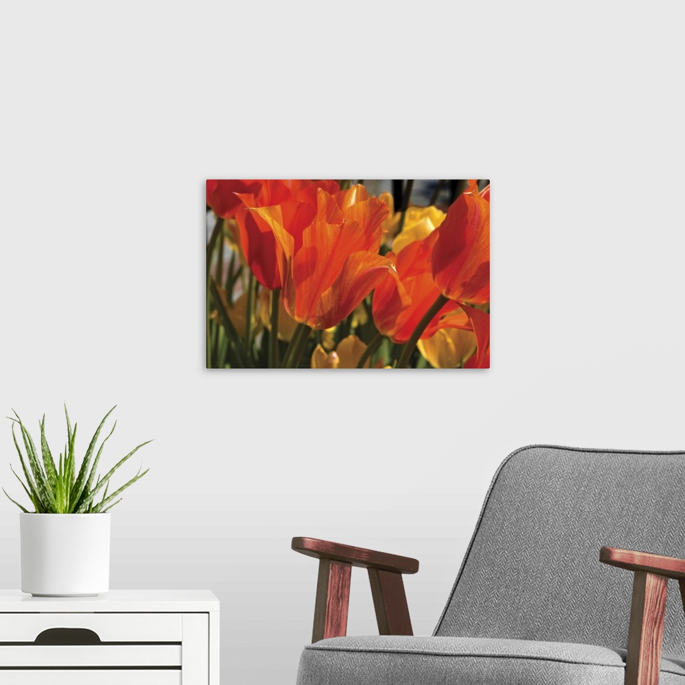A modern room featuring A close up picture that has been taken of orange tulips with yellow flowers just behind them.