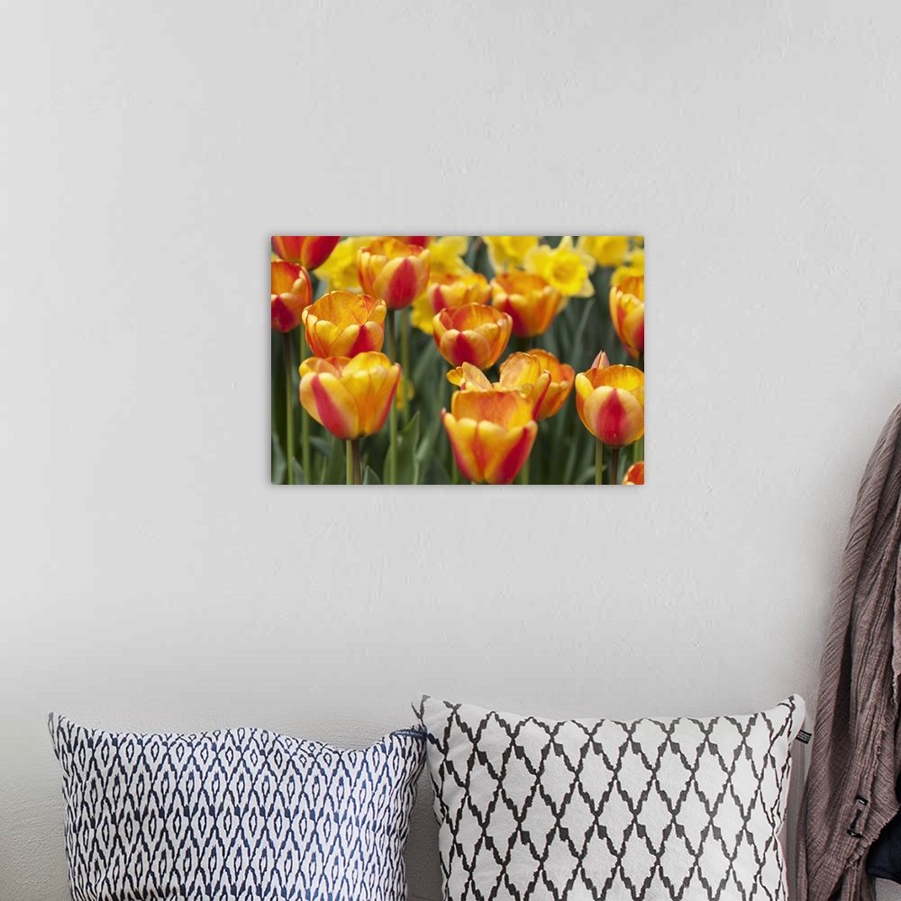 A bohemian room featuring Tulip March I
