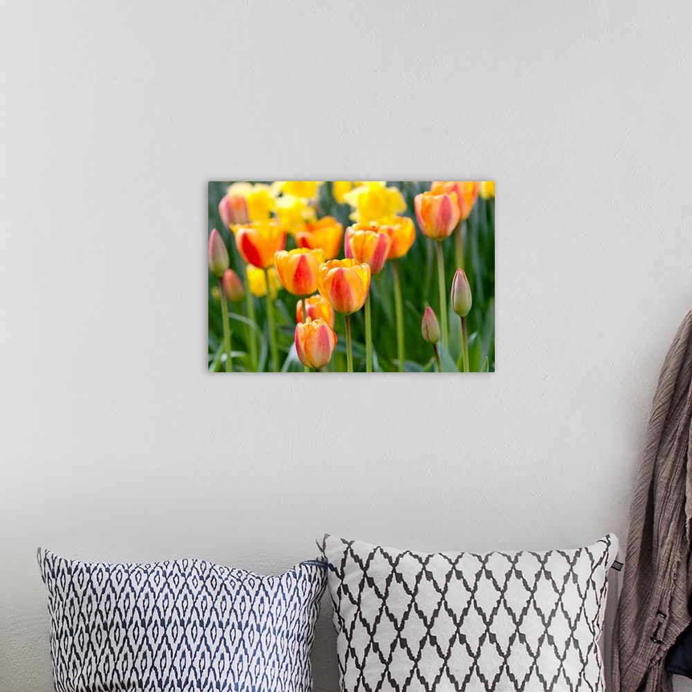 A bohemian room featuring Tulip March II