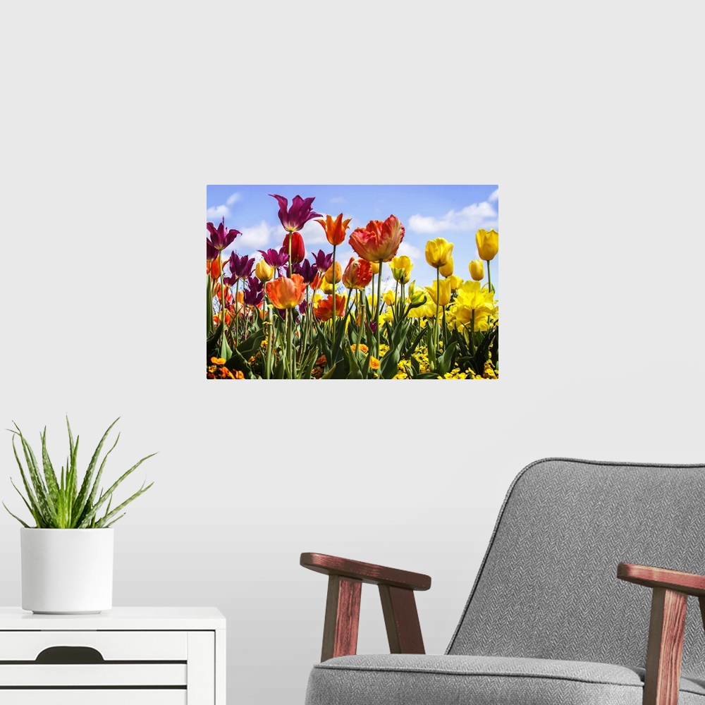 A modern room featuring Several red and yellow tulips in a garden under a bright blue sky.