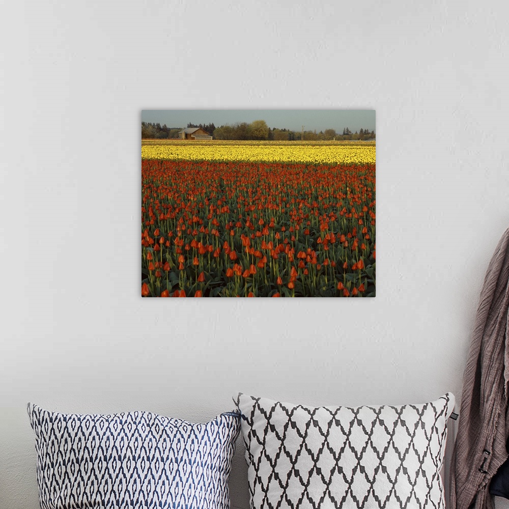 A bohemian room featuring Landscape photograph of a field filled with red and yellow tulips with a barn in the background.