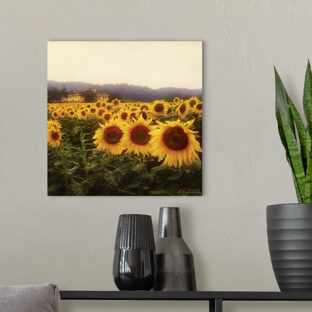 A modern room featuring Tuscan Sunflowers