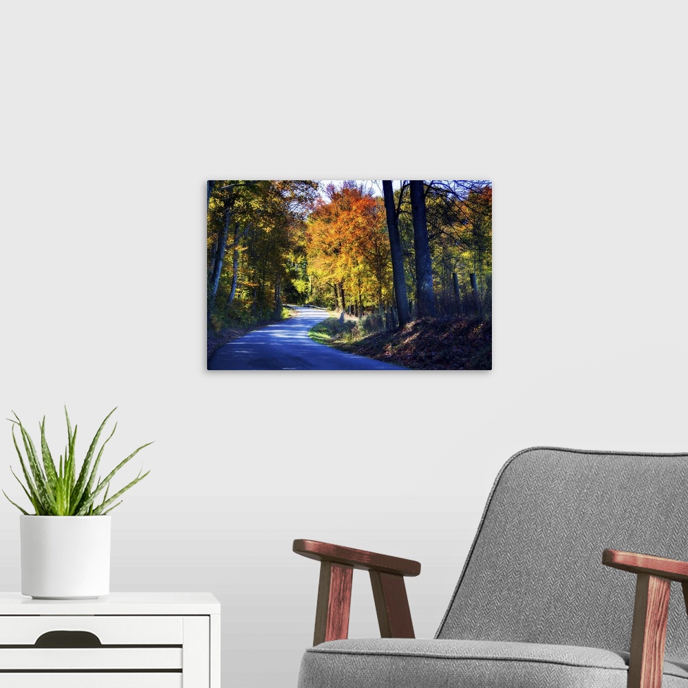 A modern room featuring Photograph of a cool toned twisting road lined with warm Autumn trees.
