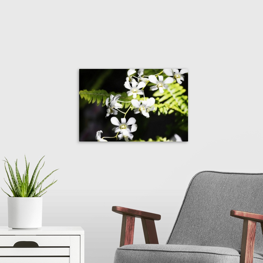 A modern room featuring Vanda Orchids 1
