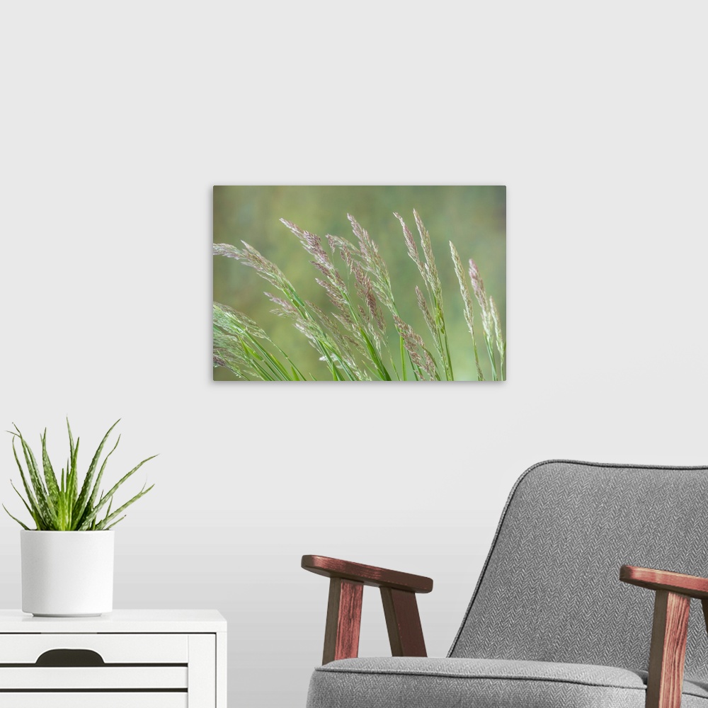 A modern room featuring Velvet Grass - Washington, Seabeck.