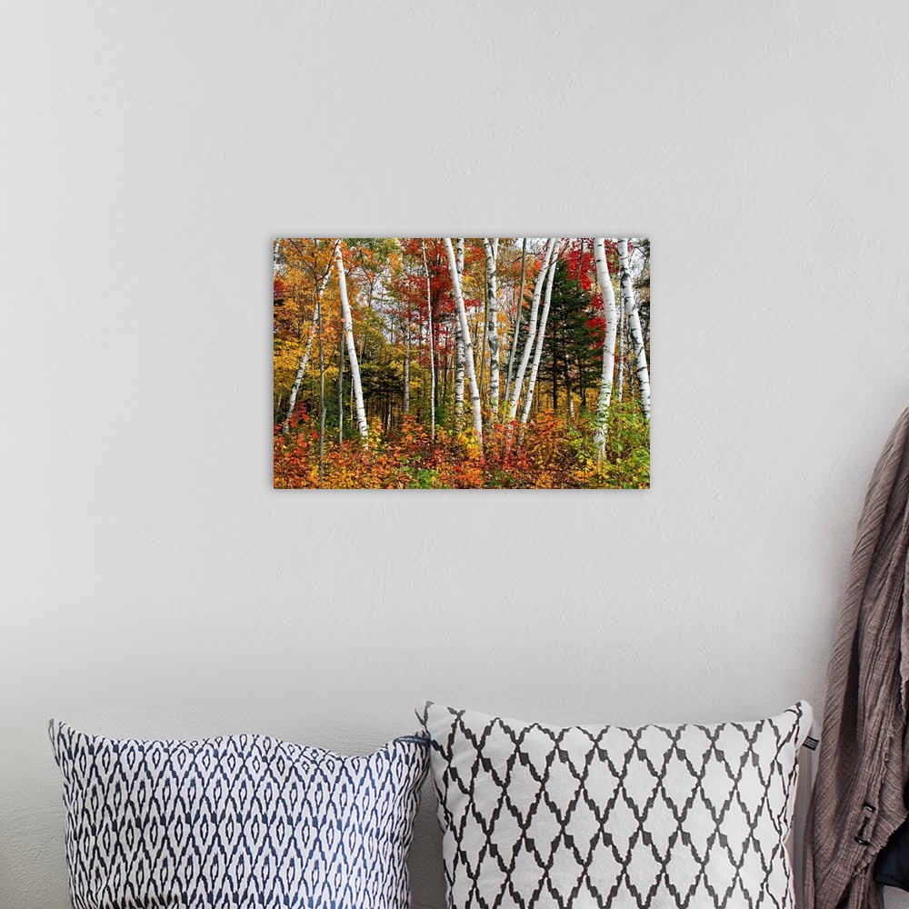 A bohemian room featuring Fine art photography of multi colored birch trees in the Fall.