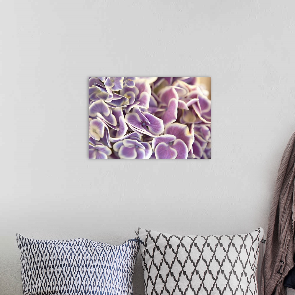 A bohemian room featuring Close up of purple hydrangea leaves with white edges.